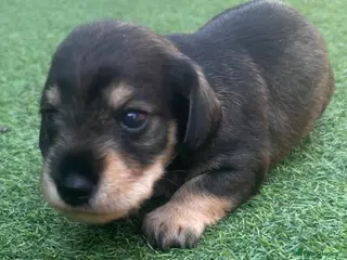 Mixed Breed dogs Miniature Schnauzer + Miniature Dachshund - Advert 1