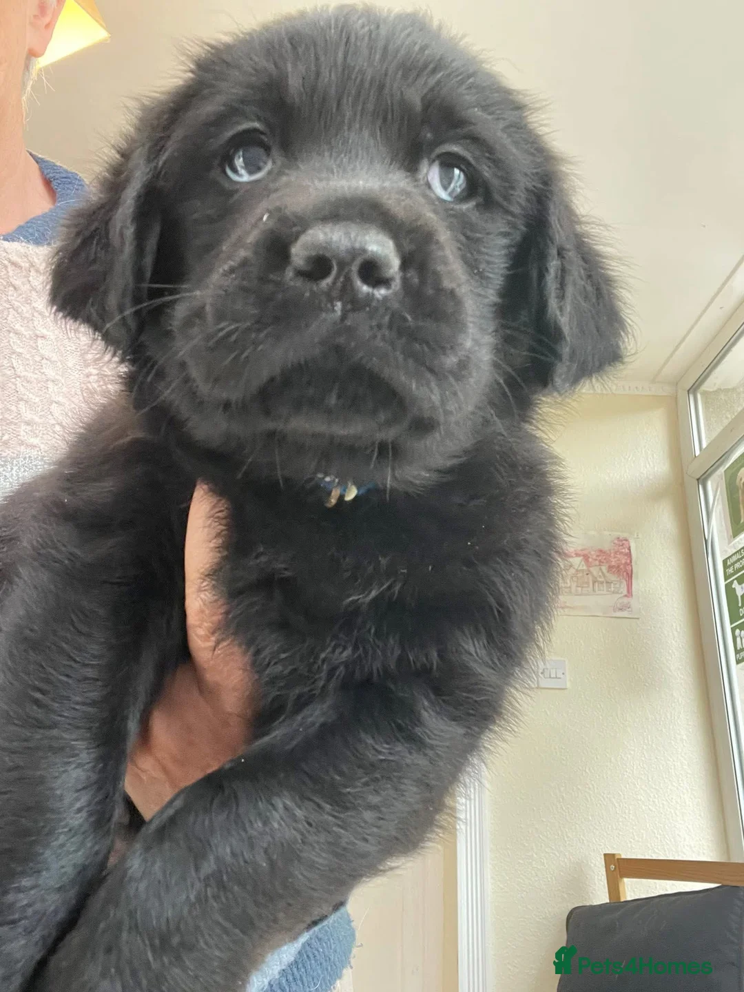 Goldador dogs for sale: One stunning goldador boy available ❤️ - Advert 1