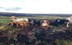 Cocker Spaniel dogs for sale: Beautiful KC Registered Cocker Spaniel Puppies 🐶  - Image 21
