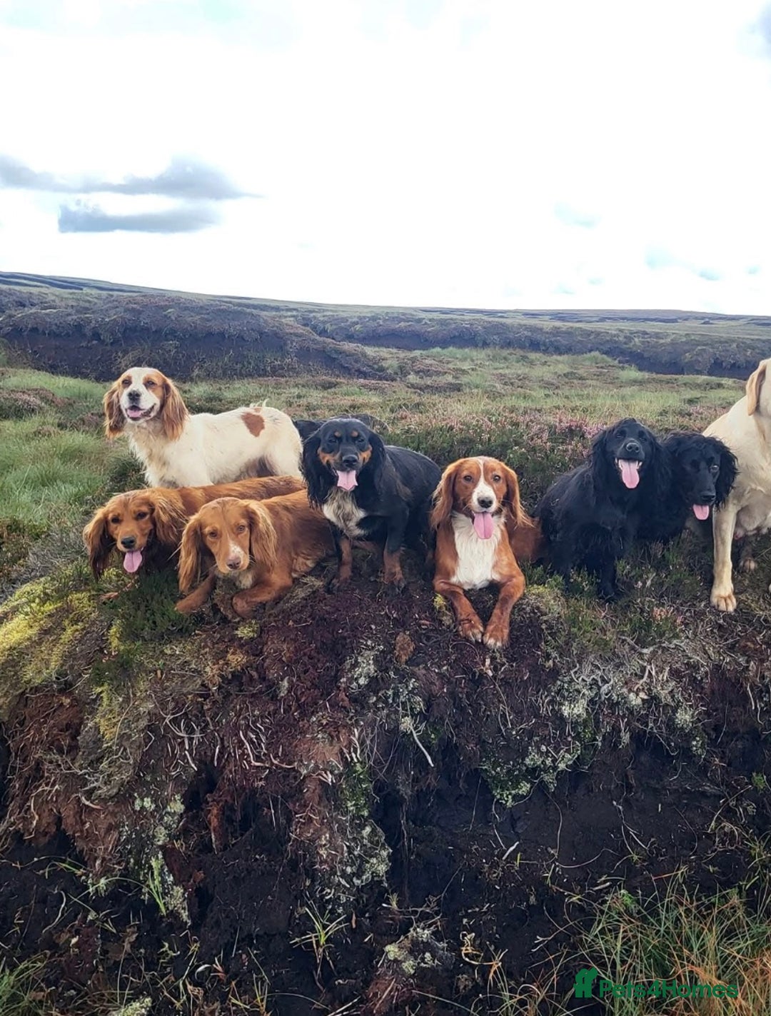 Cocker Spaniel dogs for sale: Beautiful KC Registered Cocker Spaniel Puppies 🐶  - Image 21