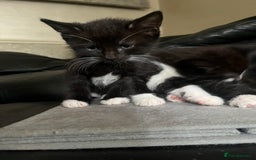 Mixed Breed cats for sale: Scottish fold cross for sale  - Image 20