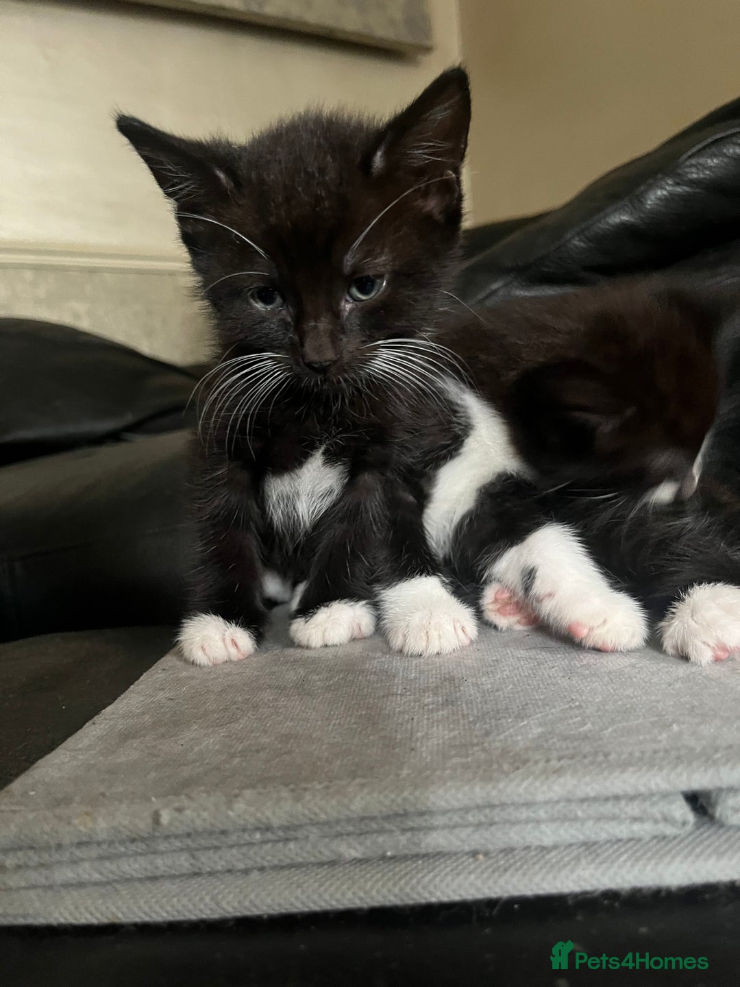 Mixed Breed cats for sale: Scottish fold cross for sale  - Image 20