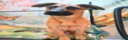 Mixed Breed dogs for sale: Belgian malinois x Dutch herder  in Torrington - Advert 9