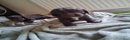 Cocker Spaniel dogs for sale: Beautiful KC Reg Show-Cocker Spaniel puppies  in Doncaster - Advert 8
