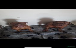 Dogue De Bordeaux dogs for sale: Dogue de bordeaux  - Image 2