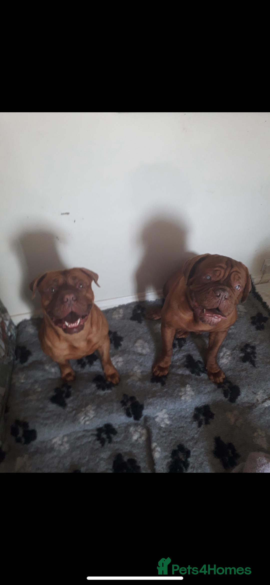 Dogue De Bordeaux dogs for sale: Dogue de bordeaux  - Image 2