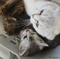 British Shorthair cats British short hair x Scottish fold - Advert 8