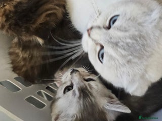 British Shorthair cats British short hair x Scottish fold - Advert 2