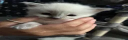 Ragdoll cats for sale: Ragdoll kittens - Advert 18