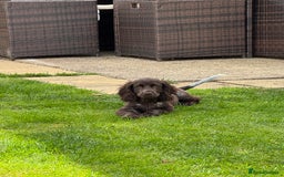 Cocker Spaniel dogs for sale: Cocker Spaniel - 1 Remaining! - Image 7