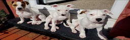 Staffordshire Bull Terrier dogs for sale: Two peas in a pod, staffys must go together  - Advert 18