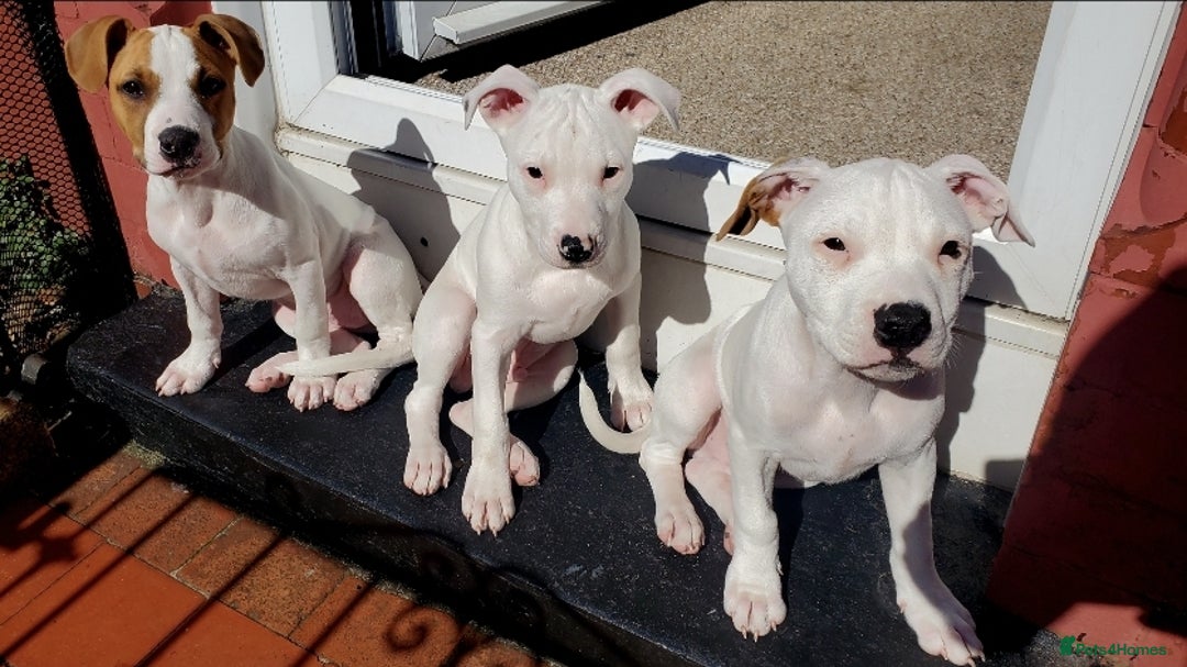 Staffordshire Bull Terrier dogs for sale: Two peas in a pod, staffys must go together  - Advert 18