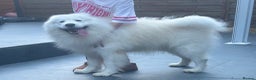 Samoyed dogs for sale: KC reg. Samoyed puppies with champ bloodline  - Advert 20