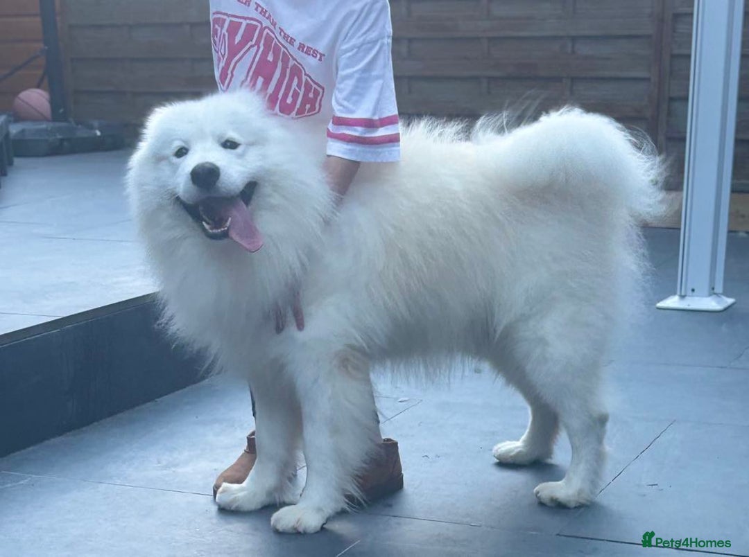 Samoyed dogs for sale: KC reg. Samoyed puppies with champ bloodline  - Advert 9