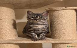 Bengal cats for sale: Special Silver Bengal Queen ❤️ - Image 2