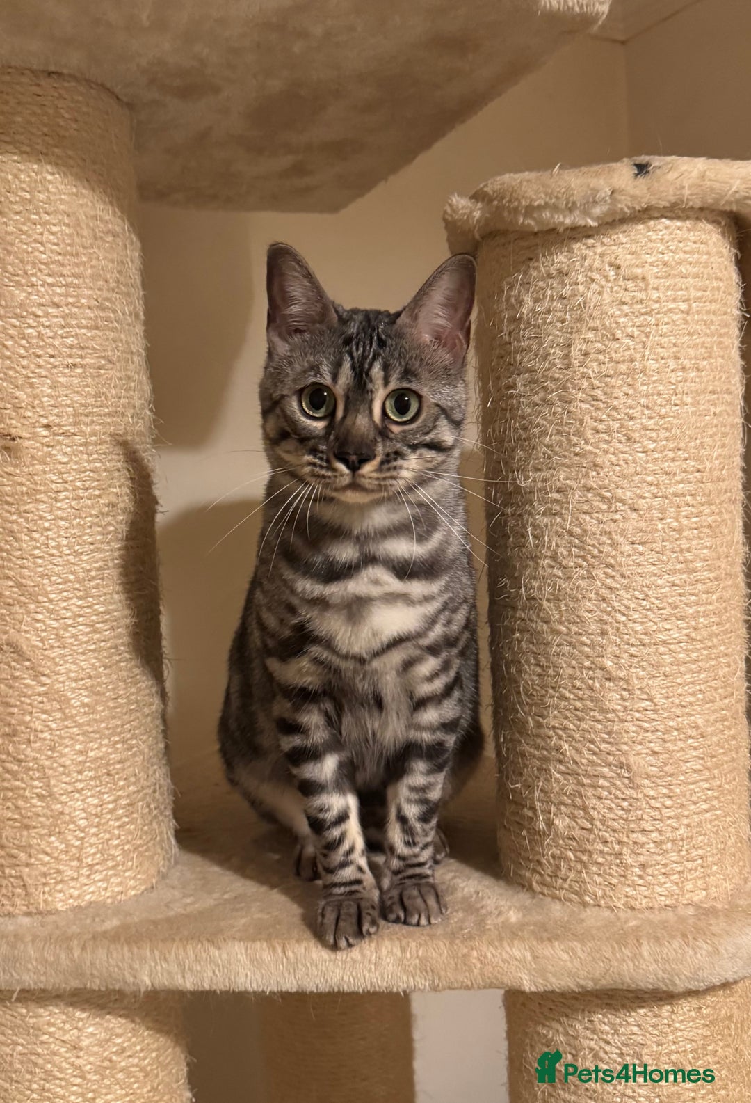 Bengal cats for sale: Special Silver Bengal Queen ❤️ - Image 2