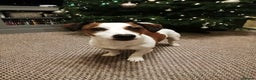 Jack Russell dogs for stud: Jack Russel stud - Advert 2