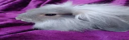 Mini Lion Lop rabbits for sale: Mini lion head lop  - Advert 36
