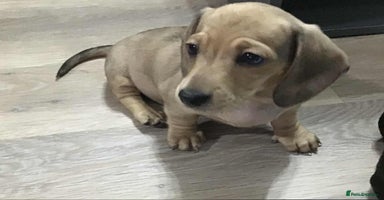 Miniature Dachshund dogs - Advert 5