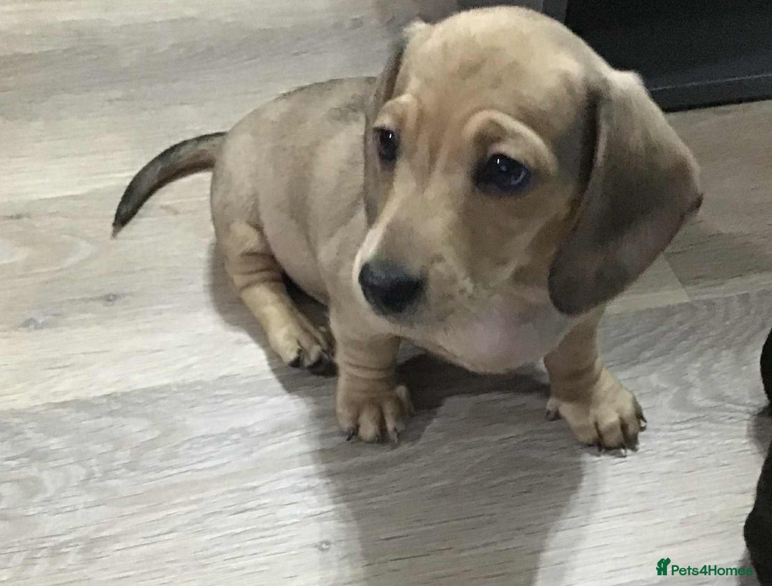 Miniature Dachshund dogs for sale: Beautiful bitch pup - Image 3