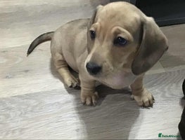 Miniature Dachshund dogs - Advert 3