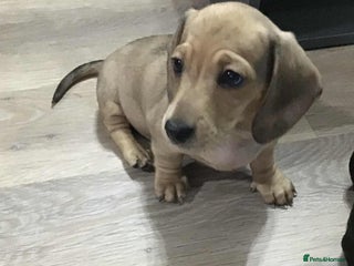 Miniature Dachshund dogs - Advert 30