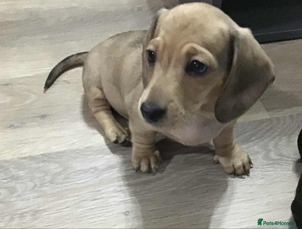 Miniature Dachshund dogs - Advert 2