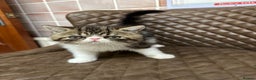 Exotic cats for sale: Brown Tabby/white exotic boy - Advert 4