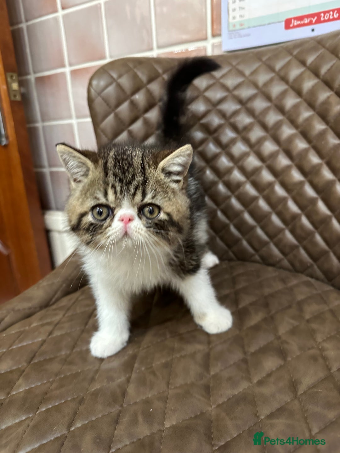 Exotic cats for sale: Brown Tabby/white exotic boy - Advert 4