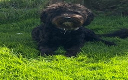 Labradoodle dogs for stud: Multi generation labradoodle. - Image 2