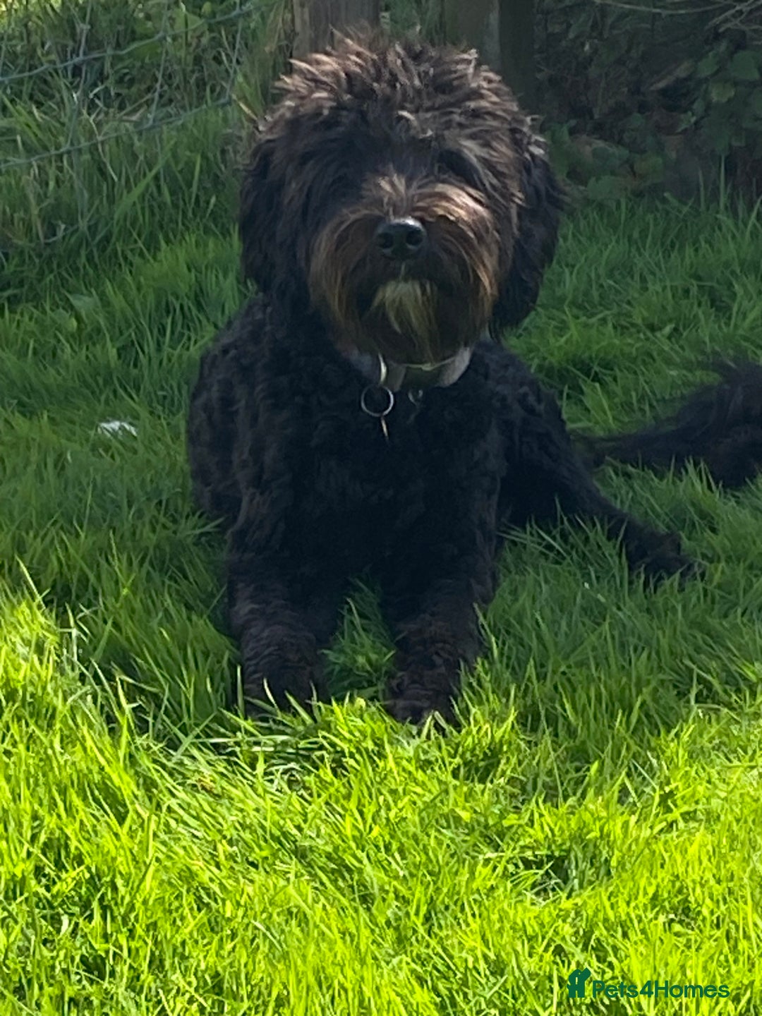 Labradoodle dogs for stud: Multi generation labradoodle. - Image 2
