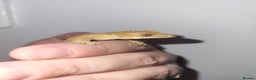 Gecko reptiles for sale: Unsexed Baby Crested Geckos - Advert 7