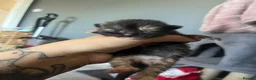 Mixed Breed cats for sale: Long haired ginger females kittens - Advert 14