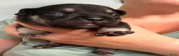 French Bulldog dogs for sale: 8 newborn frenchies  - Advert 5