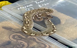 Python Snake reptiles for sale: Various Royal Pythons - Image 9