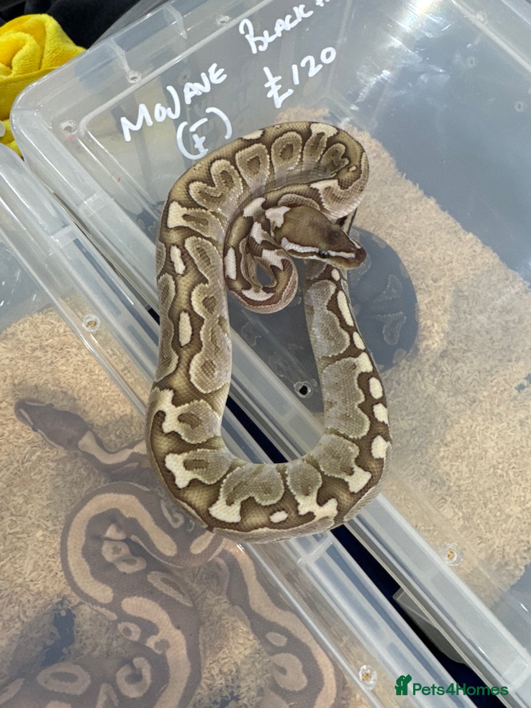Python Snake reptiles for sale: Various Royal Pythons - Image 9