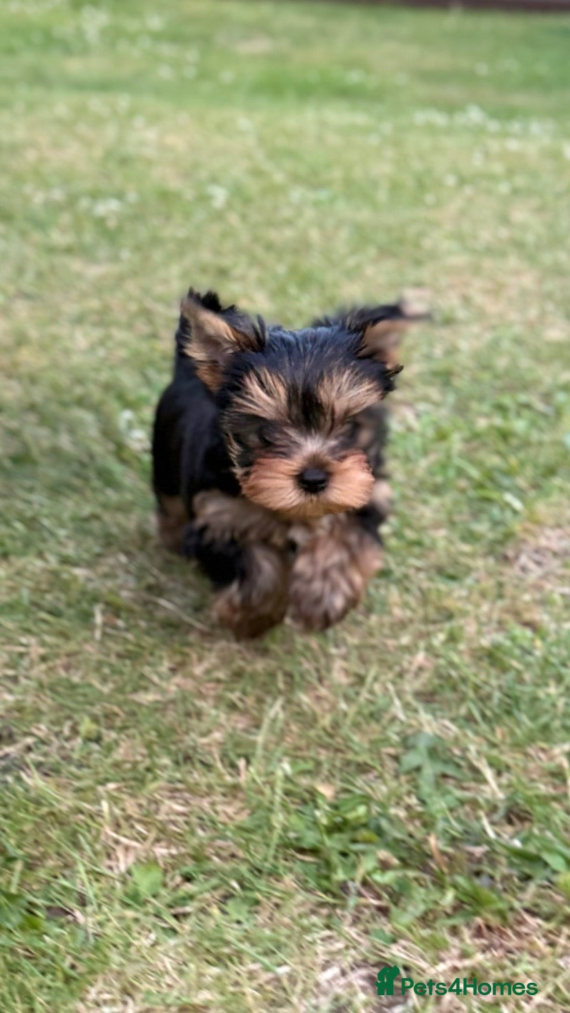 Yorkshire Terrier dogs Kc registered Yorkshire terrier puppies - Advert 2