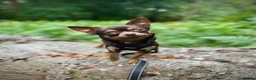 Chihuahua dogs for sale: Full Breed Chihuahua 3.4kg  in Ringwood - Advert 1