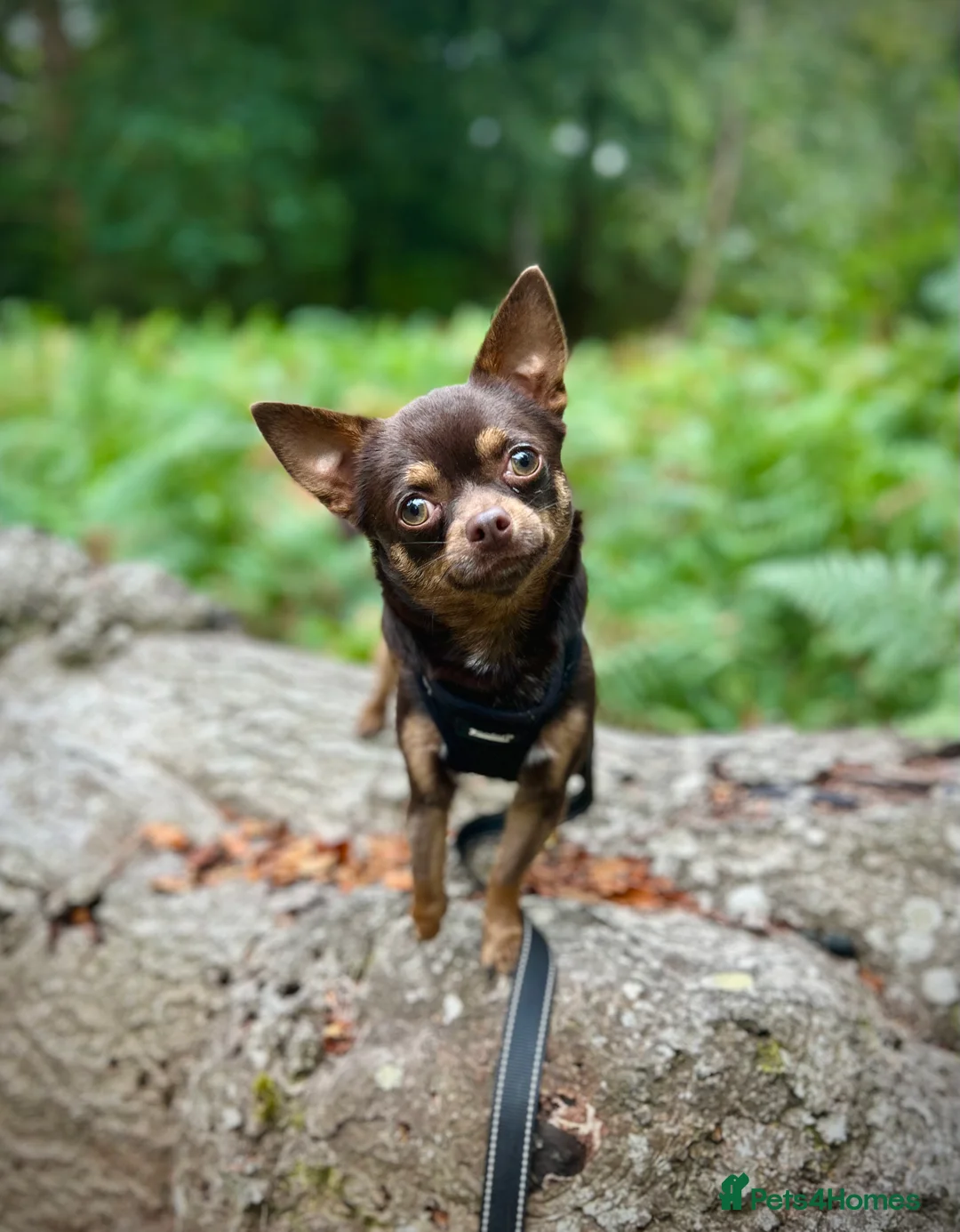 Chihuahua dogs for sale: Full Breed Chihuahua 3.4kg  in Ringwood - Advert 1