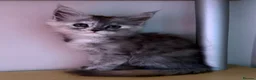Maine Coon cats for sale: Beautiful Maine Coon babies  - Advert 3
