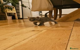 Savannah cats for sale: Beautiful Savannah cross kittens for sale - Advert 16