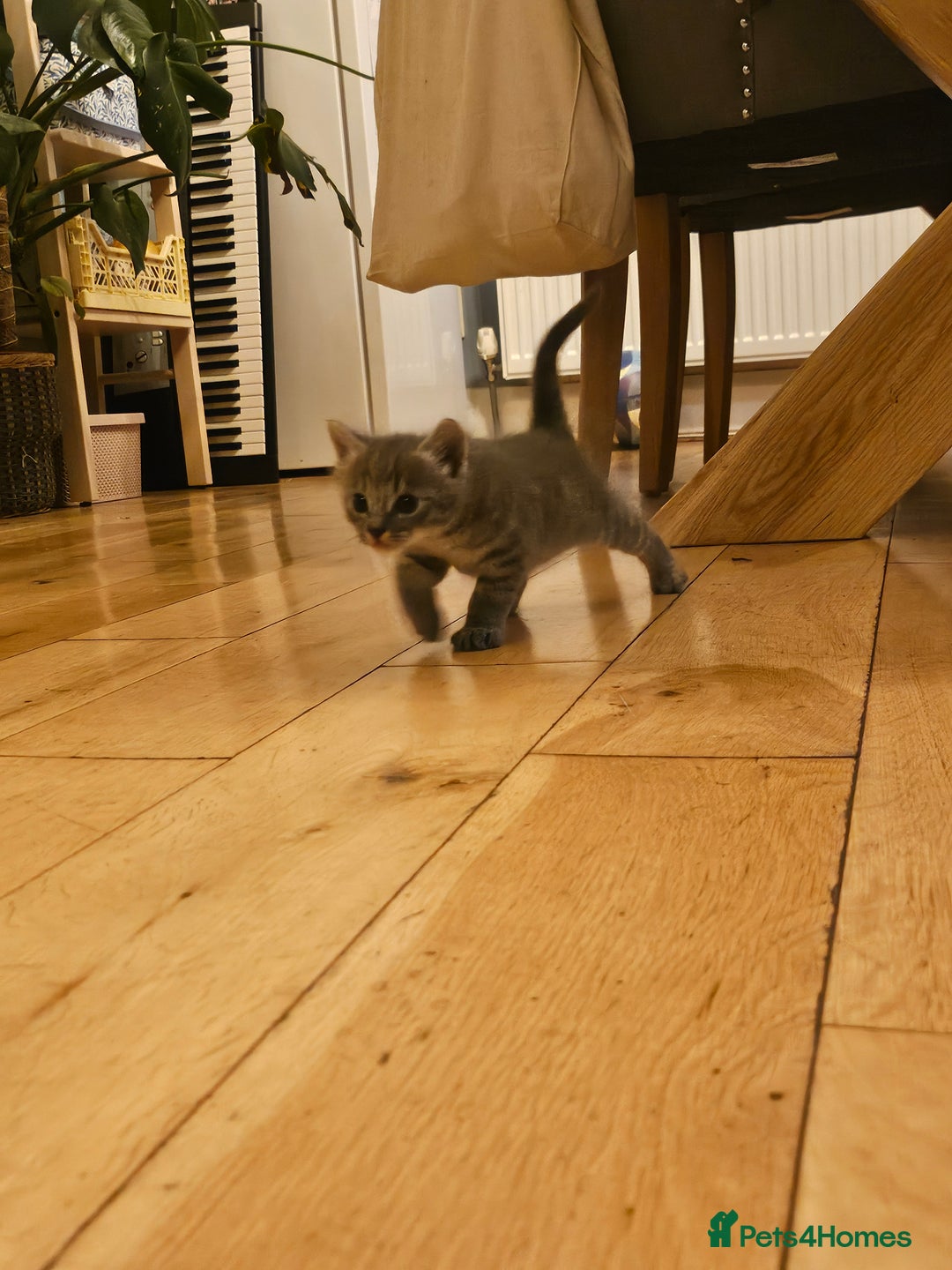 Savannah cats for sale: Beautiful Savannah cross kittens for sale - Advert 16