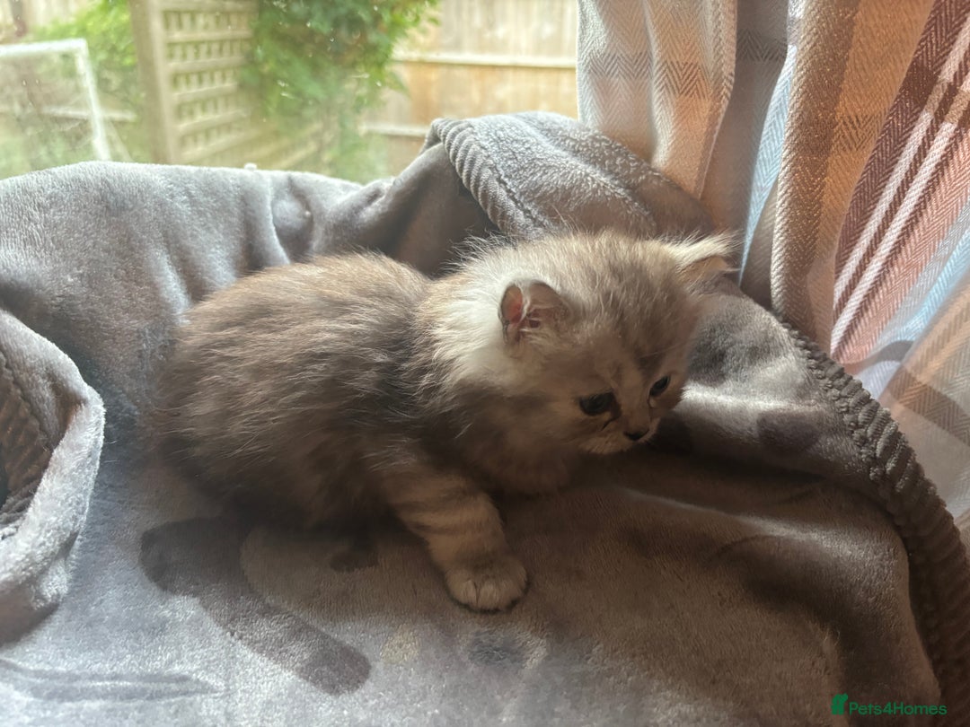 Persian cats for sale: Persian Ragdoll Kittens  - Image 23