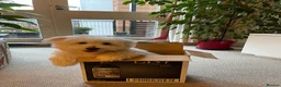 Coton De Tulear dogs for stud: Roger the dodger, available at studs.  - Advert 9