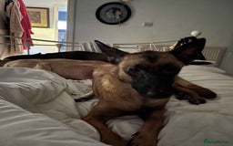 Mixed Breed dogs for adoption: Zina is looking for a loving forever home - Image 3