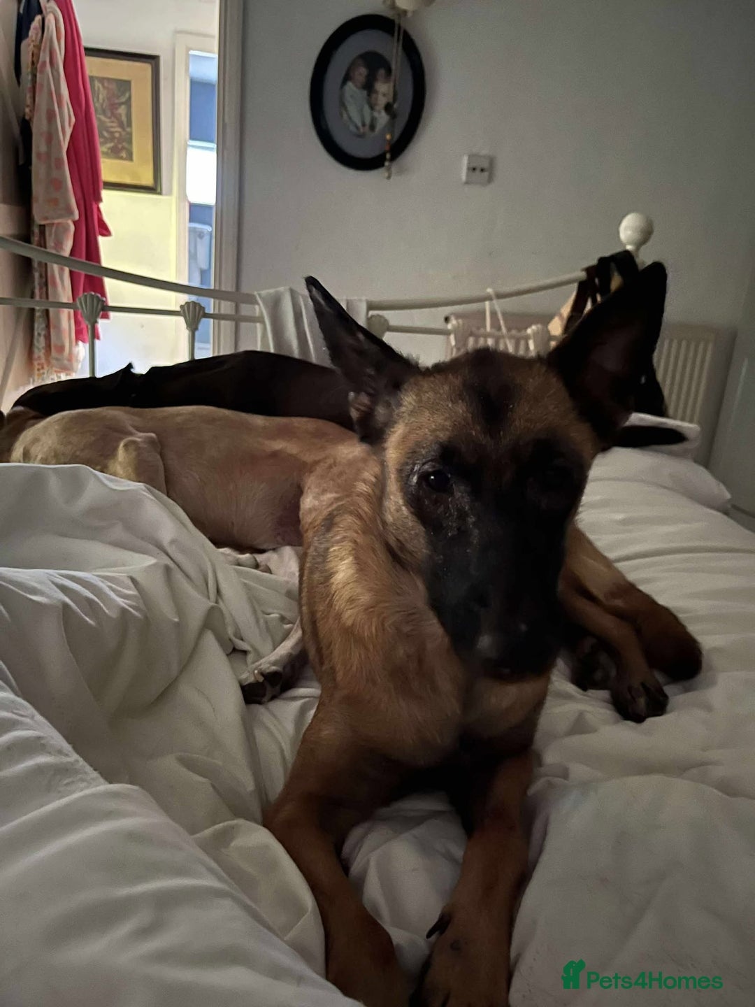 Mixed Breed dogs for adoption: Zina is looking for a loving forever home - Image 3