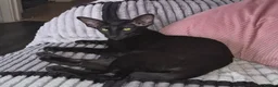 Oriental cats for sale: Black Oriental - Advert 1