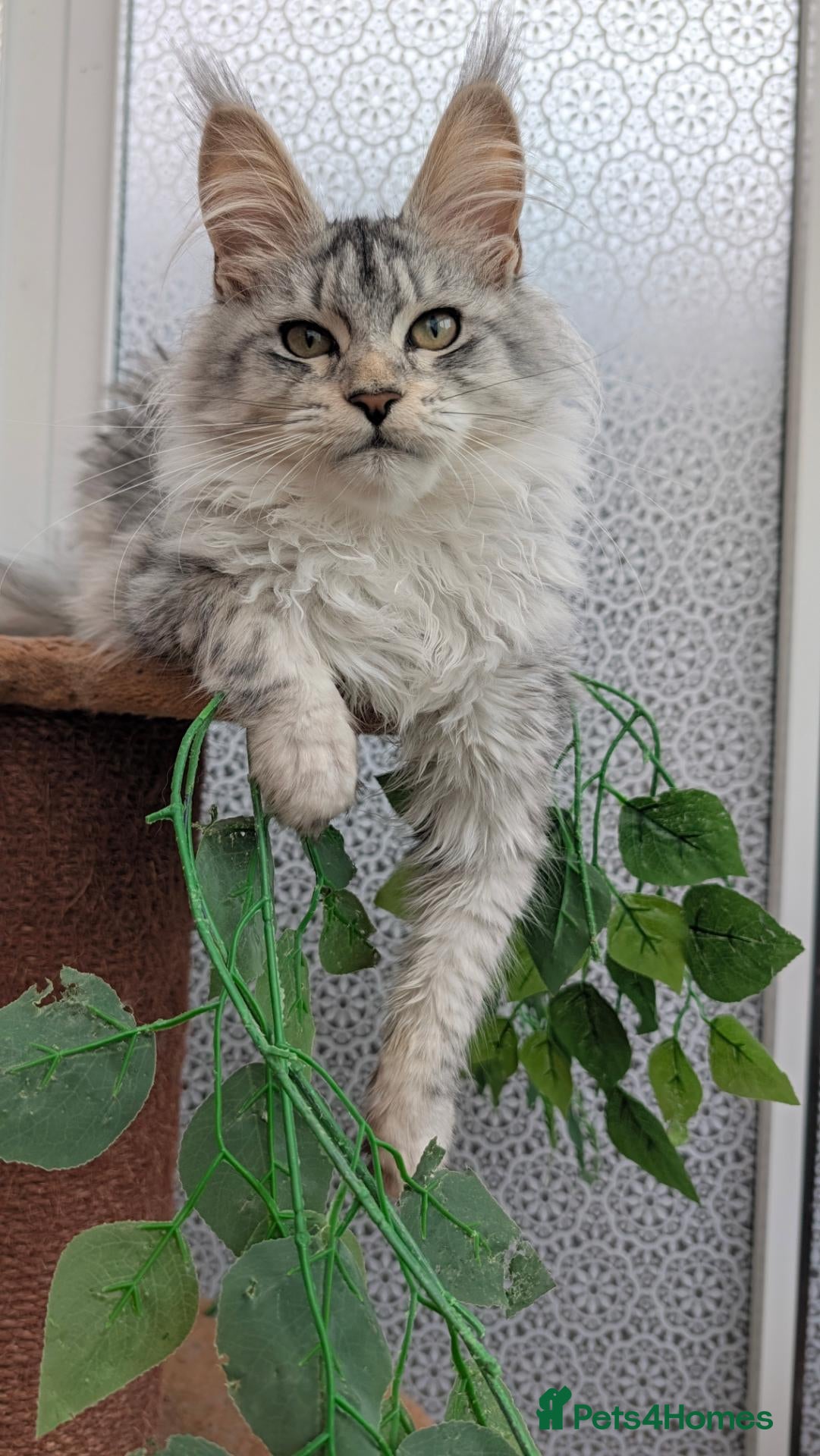 Maine Coon cats for sale: Stunning Maine coon kittens  - Advert 13
