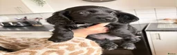 Cocker Spaniel dogs for sale: Beautiful litter of cocker spaniel puppies - Advert 7