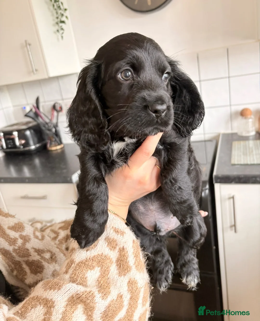 Cocker Spaniel dogs for sale: Beautiful litter of cocker spaniel puppies - Advert 7